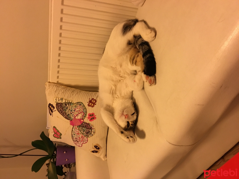 Tekir Kedi, Kedi  Darwin fotoğrafı