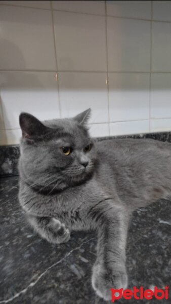 British Shorthair, Kedi  Şila fotoğrafı