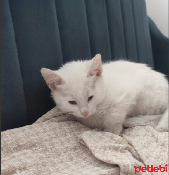 Tekir Kedi, Kedi  Bulut fotoğrafı