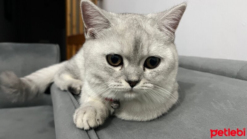 British Shorthair, Kedi  Lokum fotoğrafı