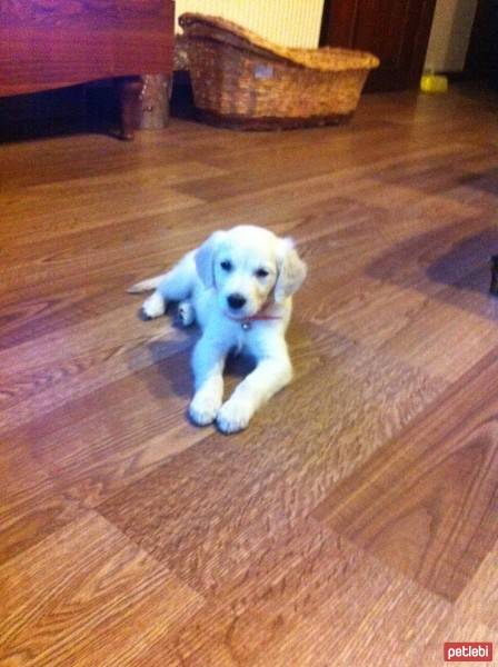 Golden Retriever, Köpek  daısy fotoğrafı