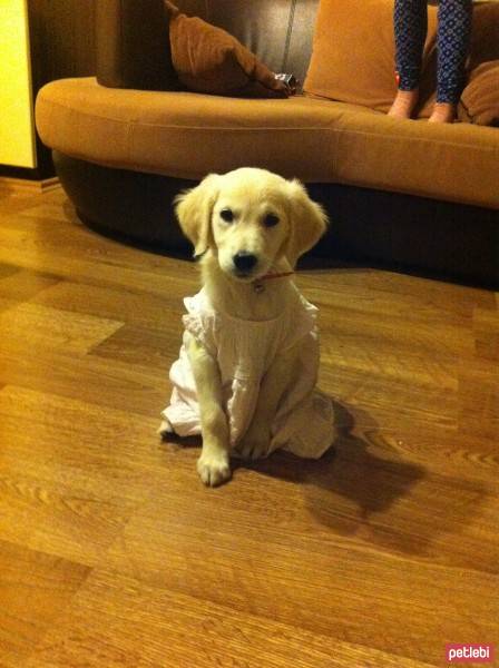 Golden Retriever, Köpek  daısy fotoğrafı