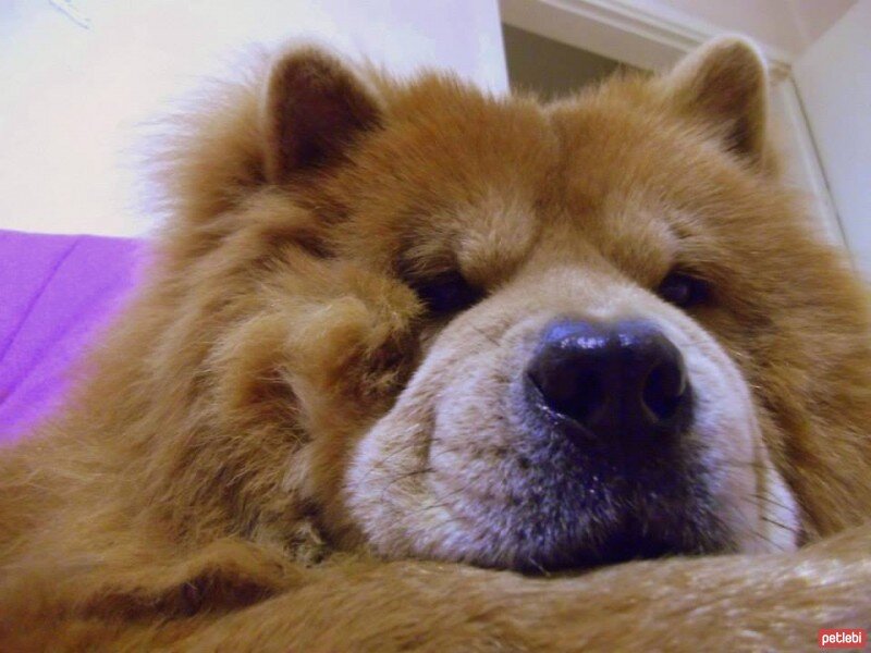 Chow Chow (çin Aslanı), Köpek  aşk fotoğrafı