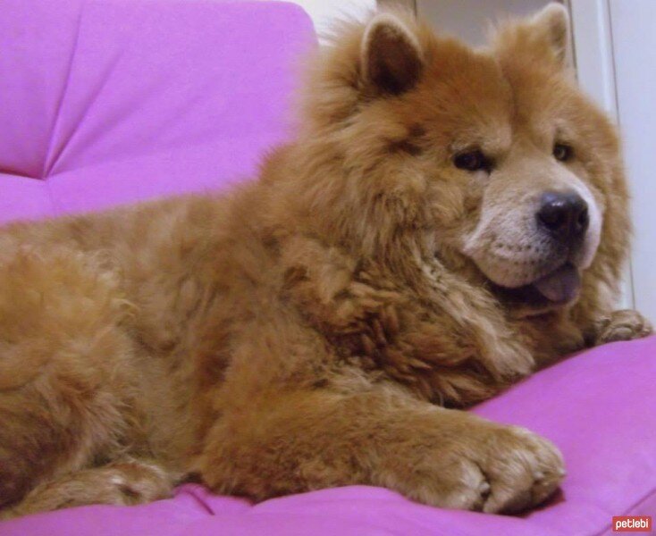 Chow Chow (çin Aslanı), Köpek  aşk fotoğrafı