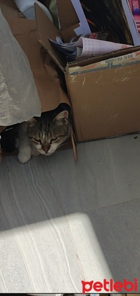 Tekir Kedi, Kedi  Biftek fotoğrafı
