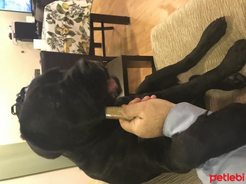 Cane Corso Italiano, Köpek  Buz fotoğrafı