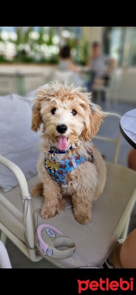 Poodle(Standart Kaniş), Köpek  KoLA fotoğrafı