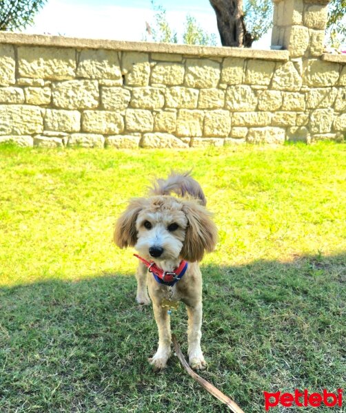 Poodle(Standart Kaniş), Köpek  KoLA fotoğrafı