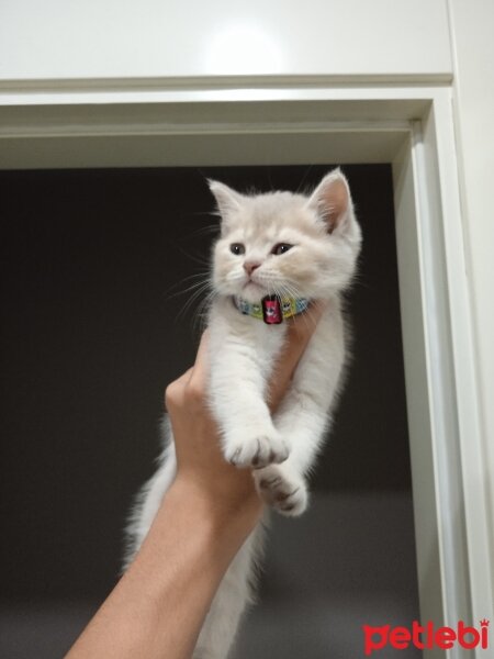 British Shorthair, Kedi  Gofret fotoğrafı