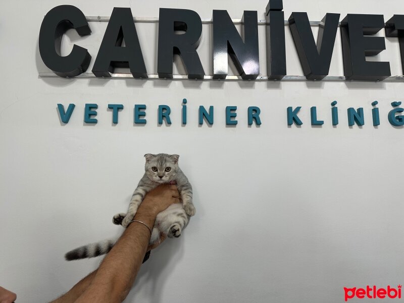 Scottish Fold, Kedi  PAŞA 🐾 fotoğrafı