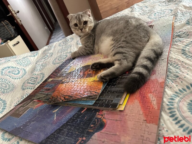 Scottish Fold, Kedi  PAŞA 🐾 fotoğrafı