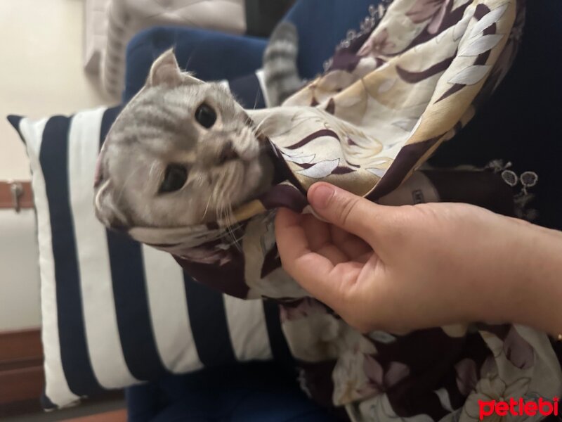 Scottish Fold, Kedi  PAŞA 🐾 fotoğrafı