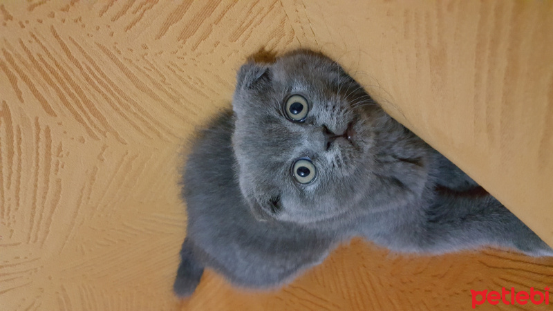 Scottish Fold, Kedi  Duman  fotoğrafı