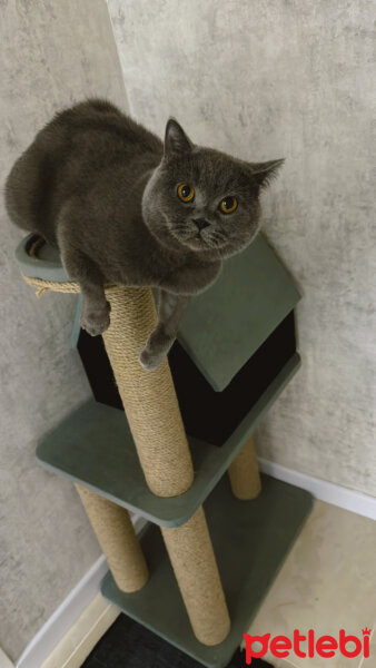 British Shorthair, Kedi  Mars fotoğrafı