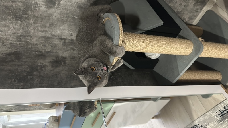 British Shorthair, Kedi  Mars fotoğrafı