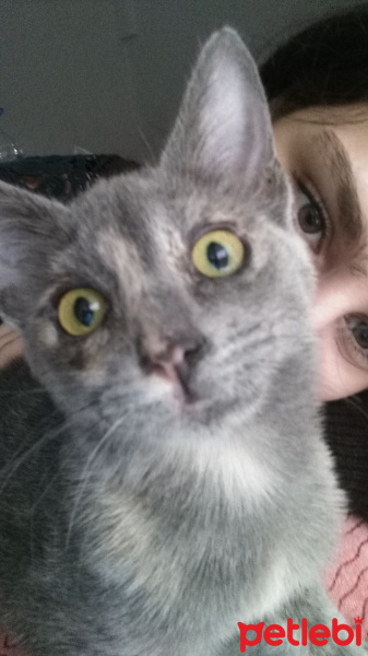 Tekir Kedi, Kedi  Külkedisi fotoğrafı