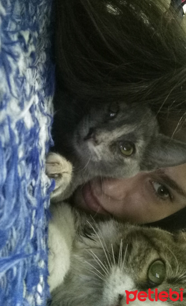 Tekir Kedi, Kedi  Külkedisi fotoğrafı