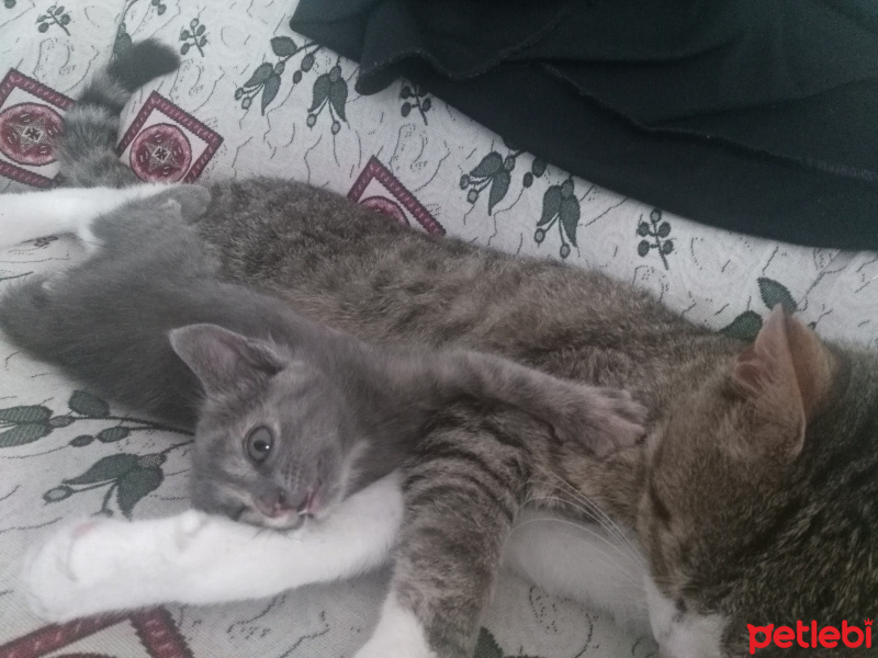 Tekir Kedi, Kedi  Külkedisi fotoğrafı