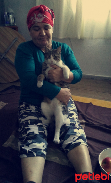 Tekir Kedi, Kedi  Külkedisi fotoğrafı