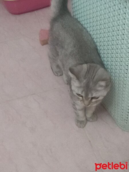 British Shorthair, Kedi  Lalin fotoğrafı