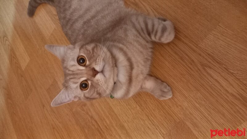 British Shorthair, Kedi  Buğday fotoğrafı