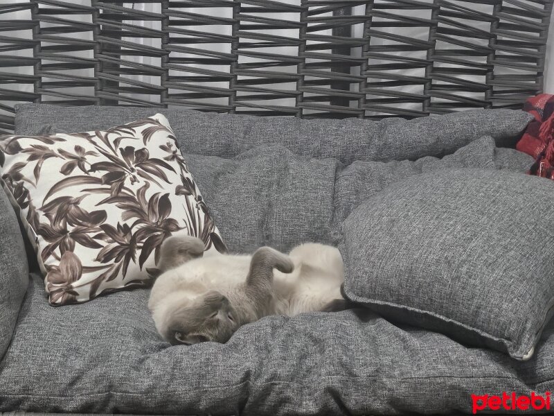 British Shorthair, Kedi  Turşu fotoğrafı