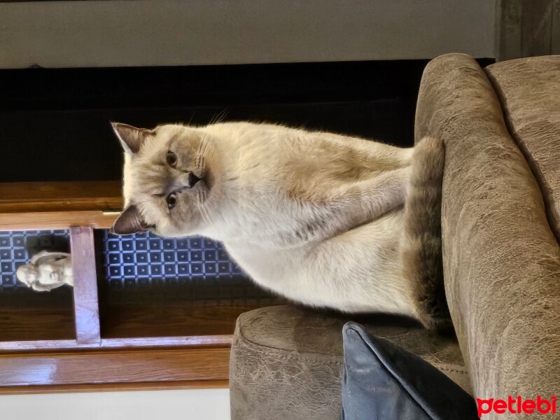 British Shorthair, Kedi  Turşu fotoğrafı