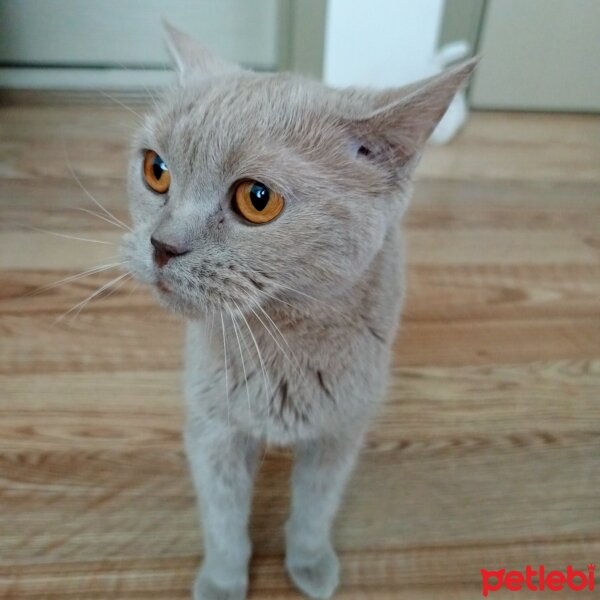 British Shorthair, Kedi  Fındık fotoğrafı