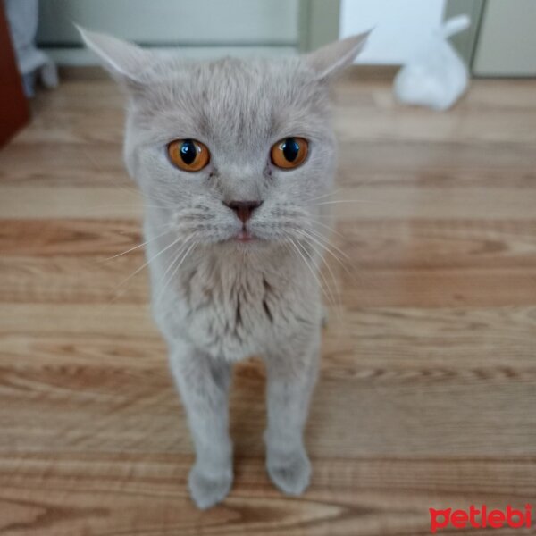 British Shorthair, Kedi  Fındık fotoğrafı