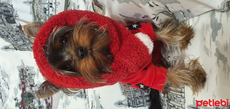 Yorkshire Terrier, Köpek  BAMBAM fotoğrafı