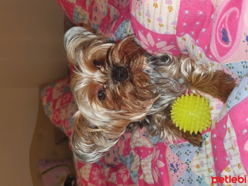 Yorkshire Terrier, Köpek  BAMBAM fotoğrafı