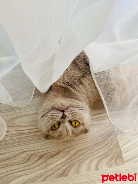 Scottish Fold, Kedi  Firuze fotoğrafı