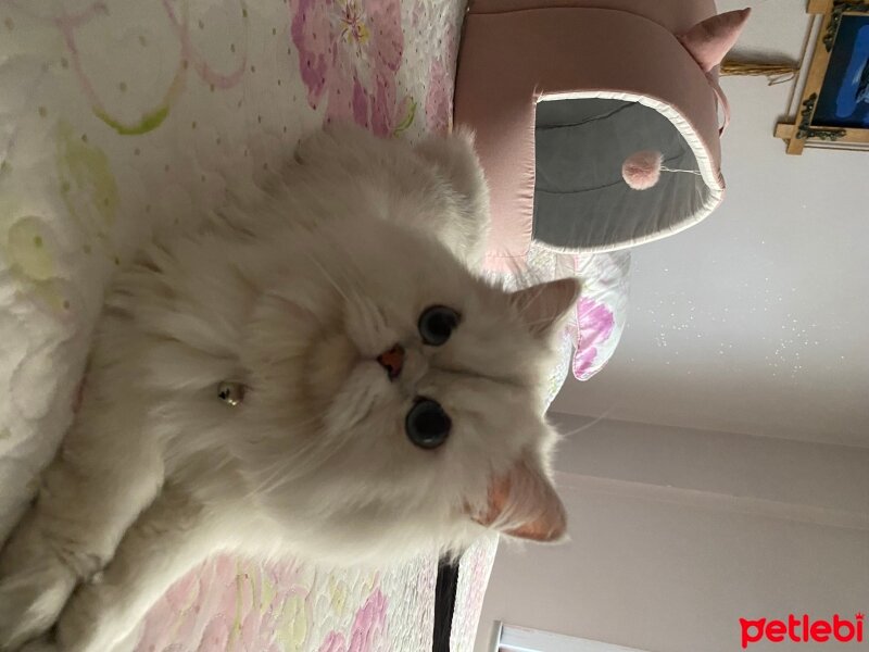 British Longhair, Kedi  Mavi fotoğrafı