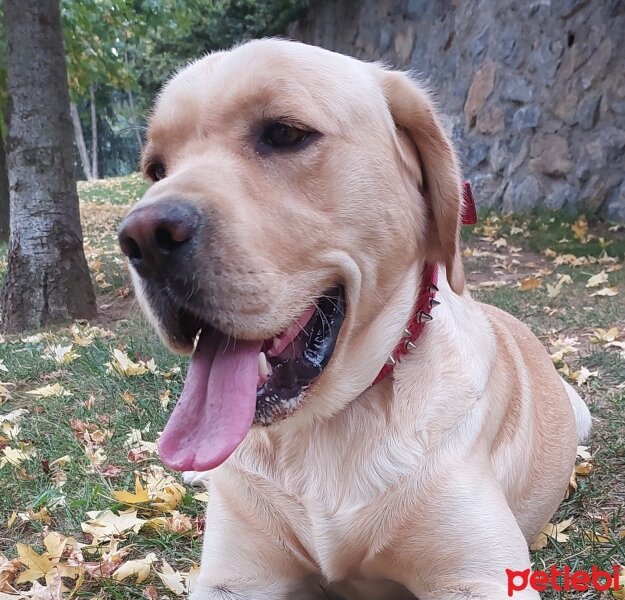 Labrador Retriever, Köpek  Cookie fotoğrafı