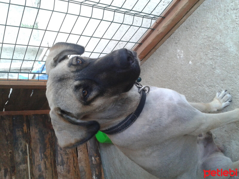 Alman Çoban Köpeği, Köpek  Garip fotoğrafı