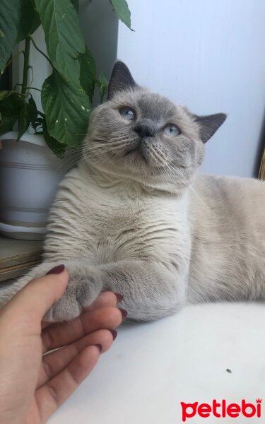 British Shorthair, Kedi  Şila fotoğrafı