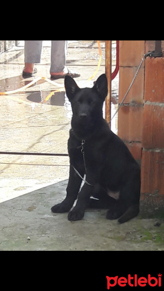 Alman Çoban Köpeği, Köpek  KÖMÜR  fotoğrafı