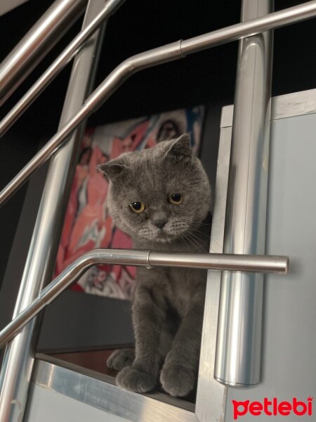 Scottish Fold, Kedi  Teo fotoğrafı