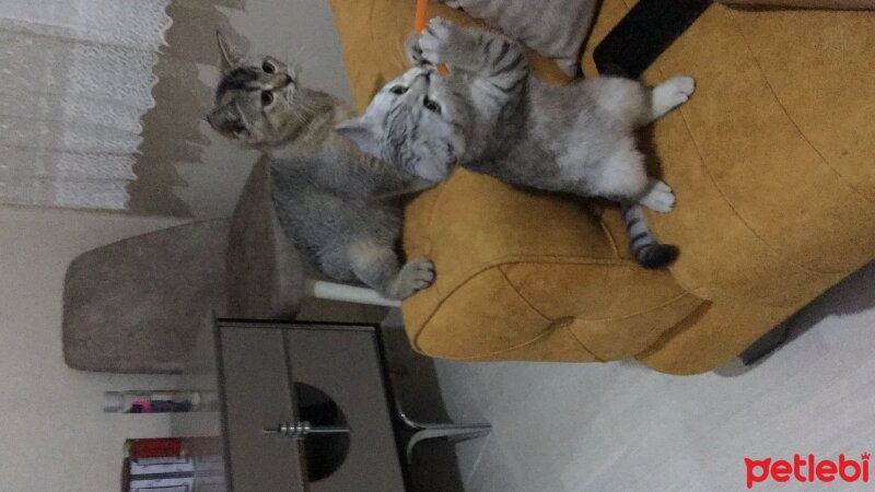 British Shorthair, Kedi  Deniz fotoğrafı