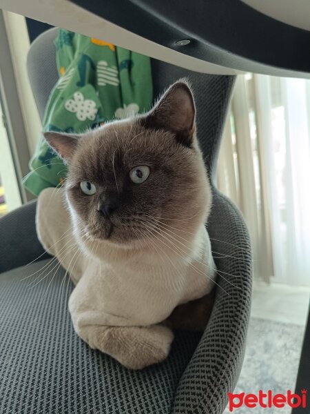 British Shorthair, Kedi  Badem fotoğrafı