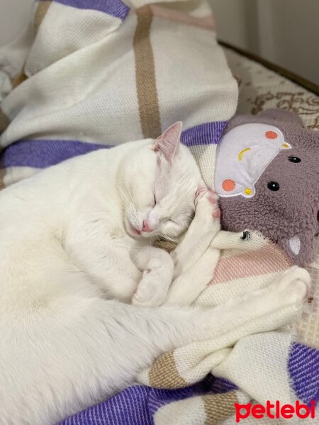 Ankara Kedisi, Kedi  Laviana fotoğrafı