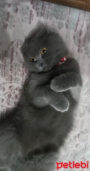 Scottish Fold, Kedi  Silvester fotoğrafı