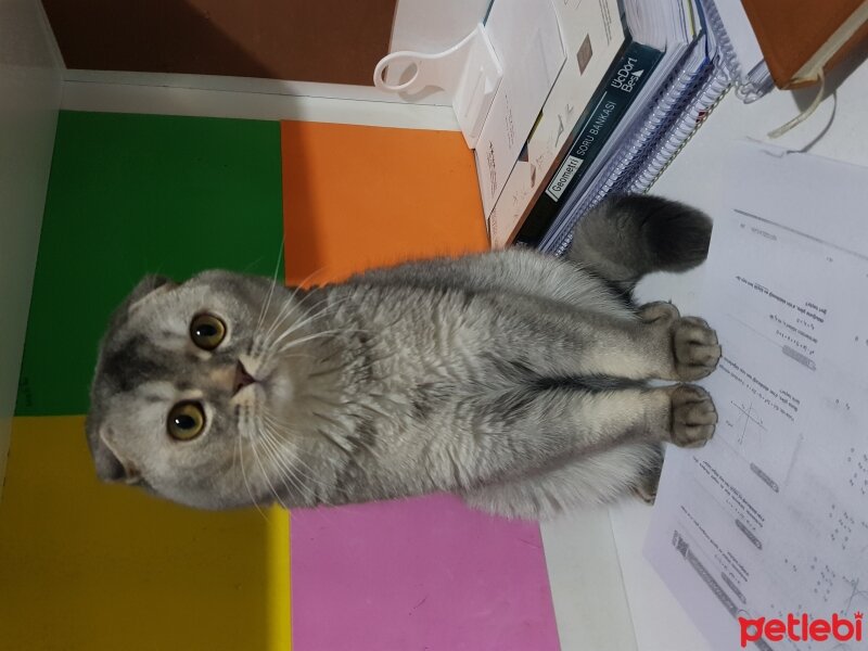 Scottish Fold, Kedi  Paşa fotoğrafı