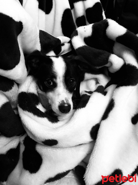 Jack Russell Terrier, Köpek  Sultan(kızım) fotoğrafı