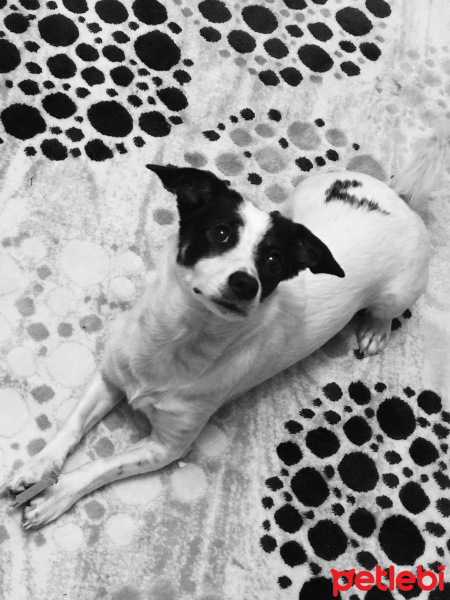 Jack Russell Terrier, Köpek  Sultan(kızım) fotoğrafı