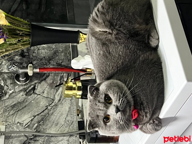 Scottish Fold, Kedi  Duman fotoğrafı