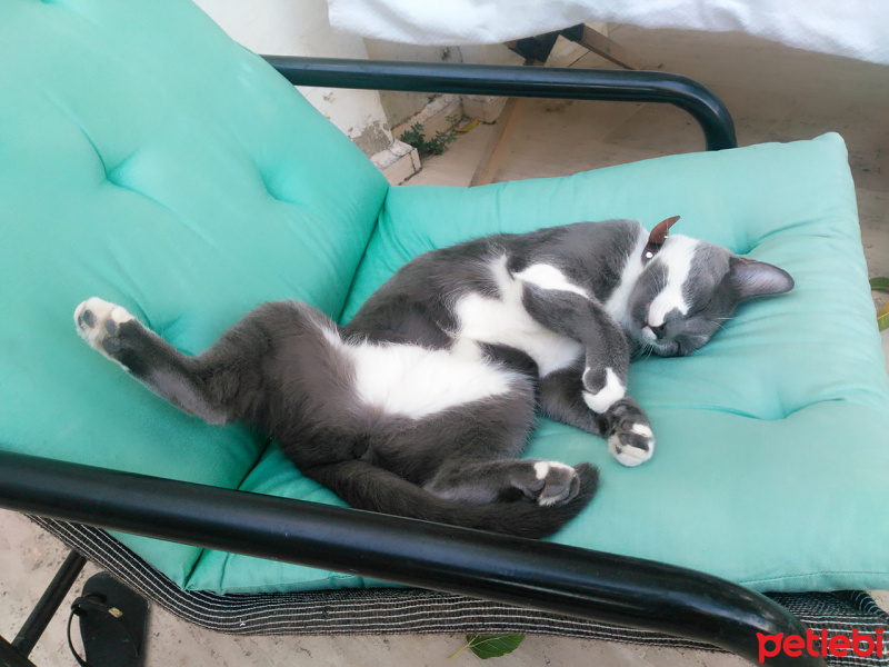 British Shorthair, Kedi  chocomell fotoğrafı