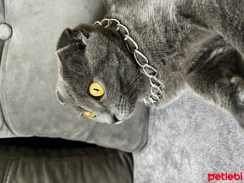 Scottish Fold, Kedi  Mia fotoğrafı