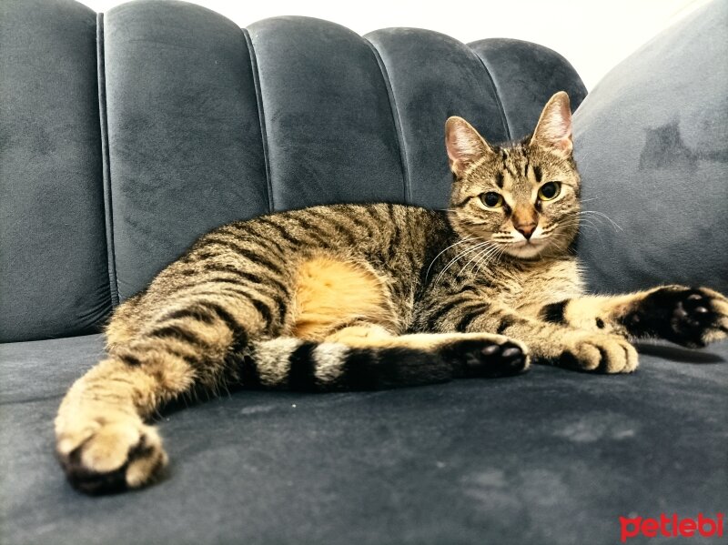 Tekir Kedi, Kedi  İpek fotoğrafı