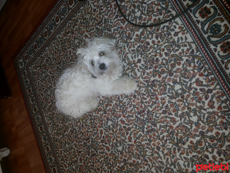 Maltese, Köpek  pasa fotoğrafı